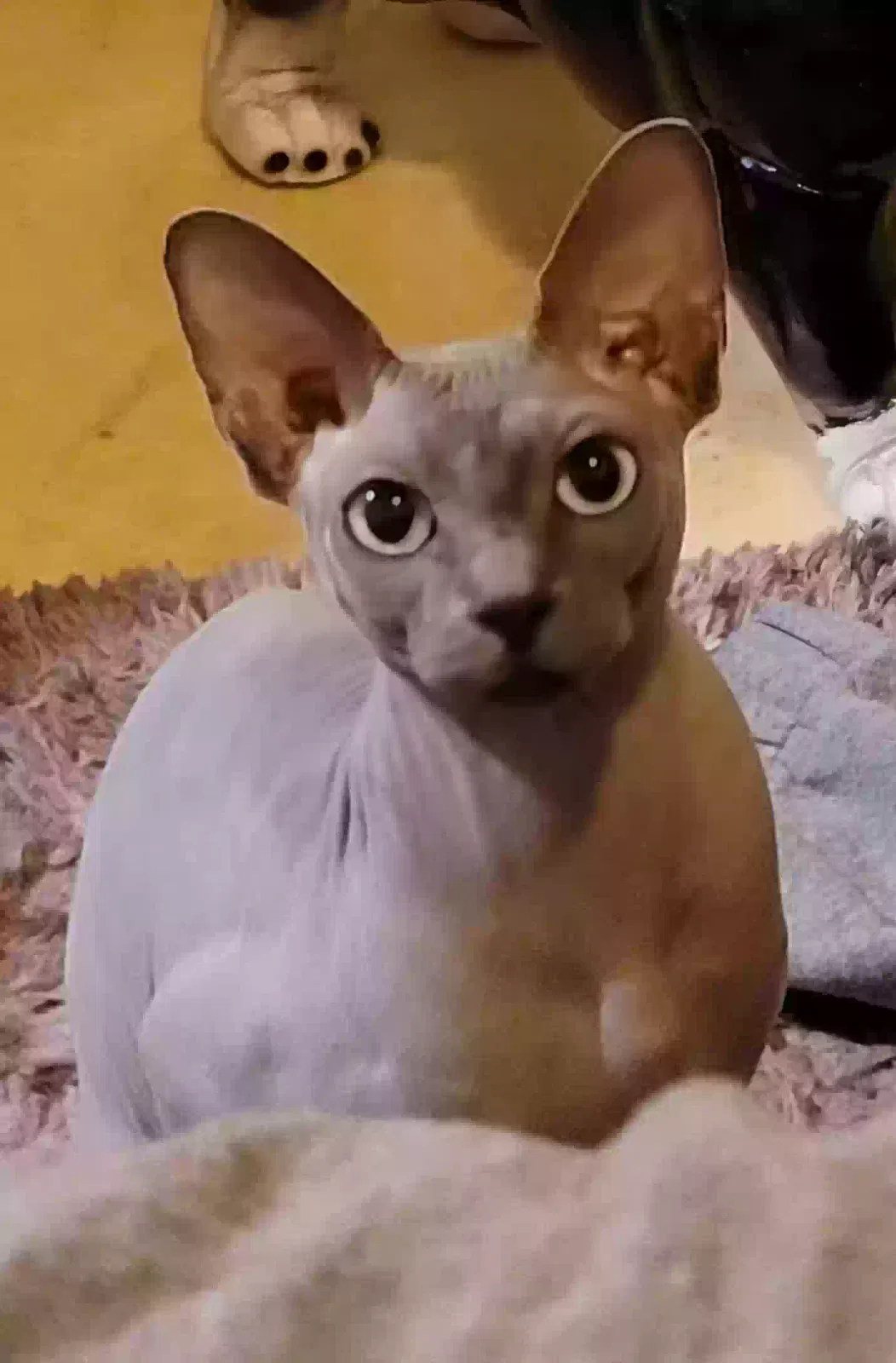 Lost cat in Tacoma, WA, 98422