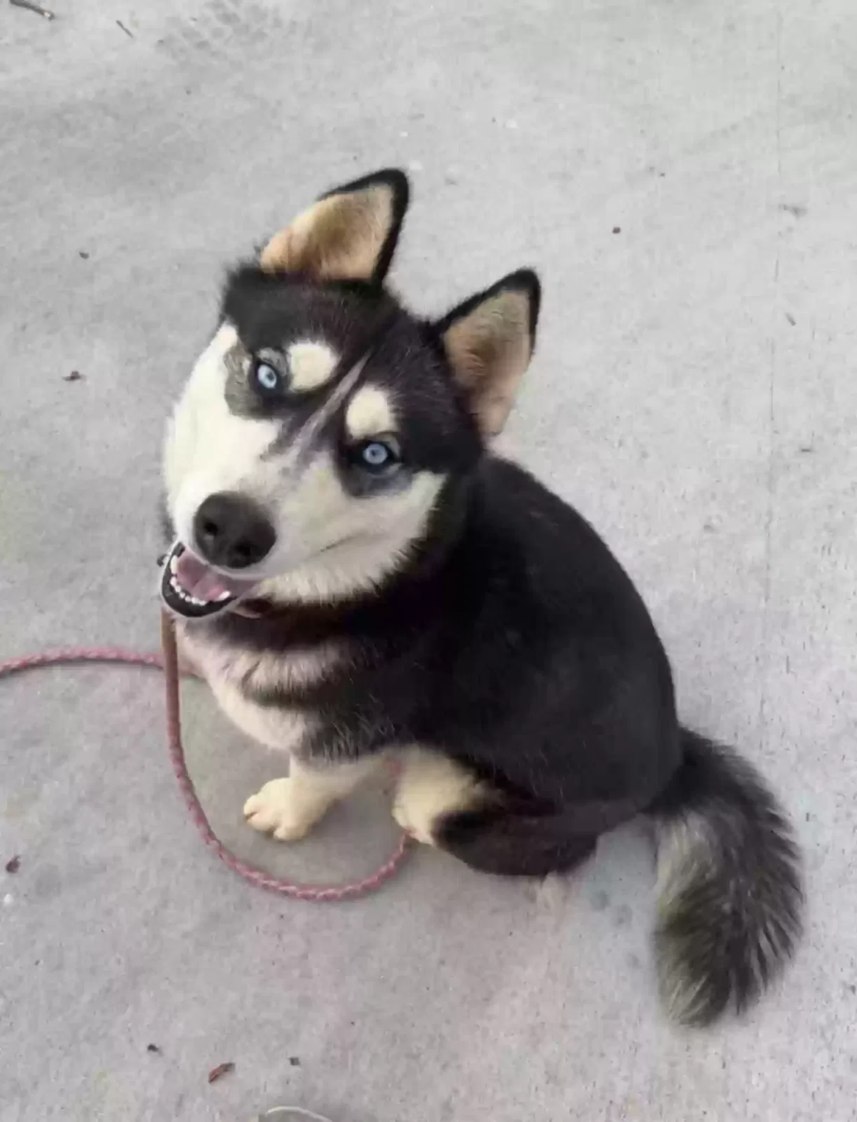Lost dog in Gillsville, GA, 30543