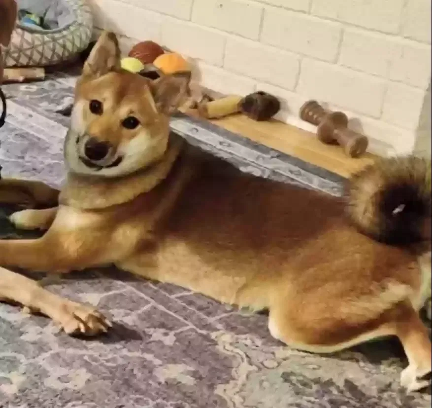 Lost dog in Irmo, SC, 29063