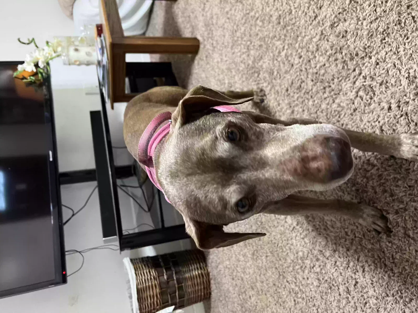 Lost dog in Houston, TX, 77093