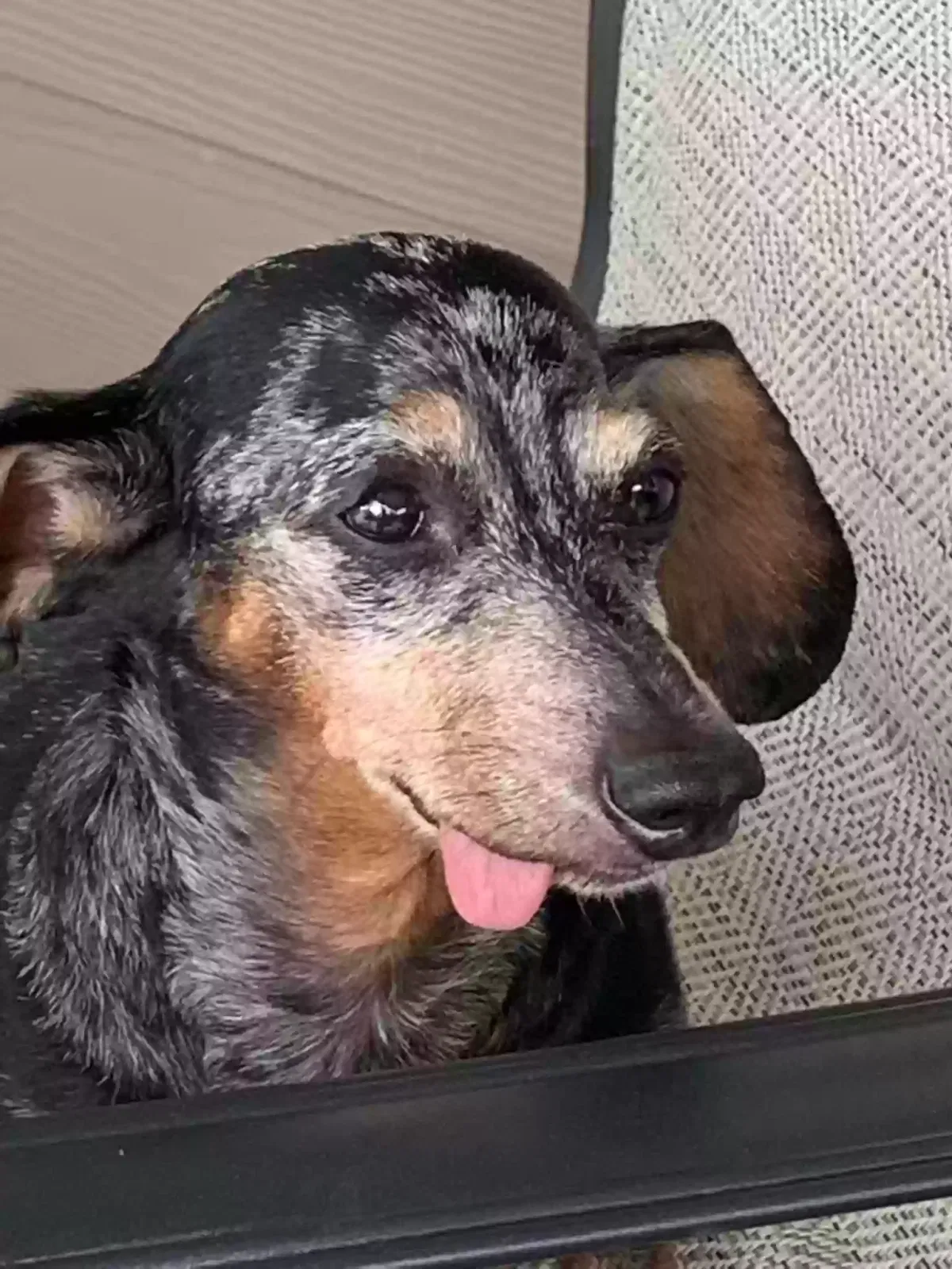 Lost dog in Huntsville, TX, 77340