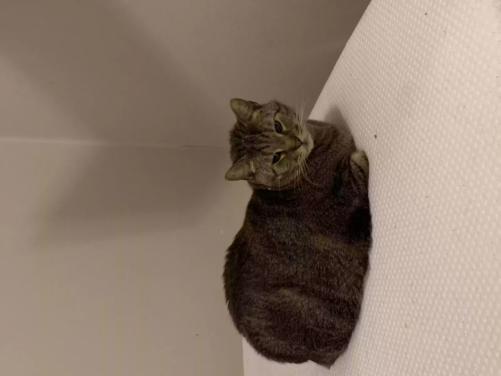 Lost cat in Chapmansboro, TN, 37035