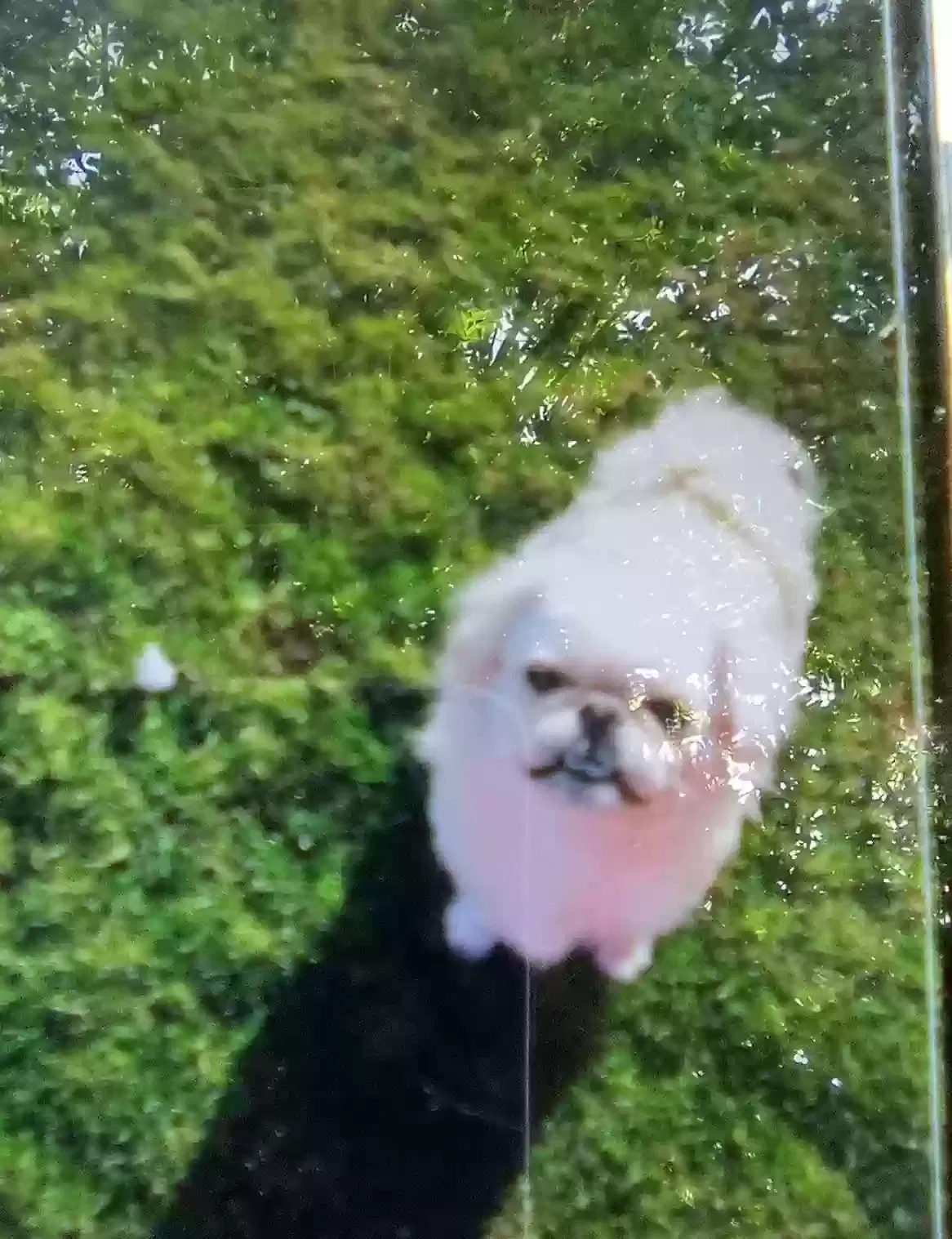 Lost dog in Riverside, CA, 92509