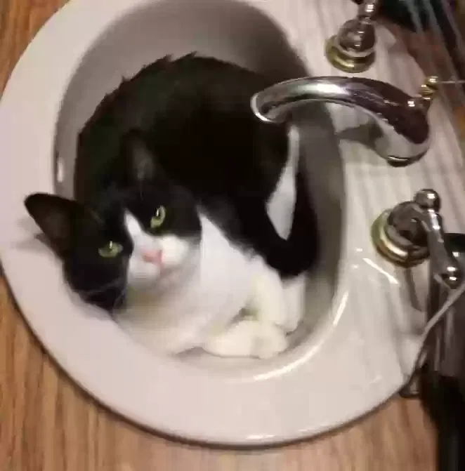 Lost cat in Fostoria, MI, 48435