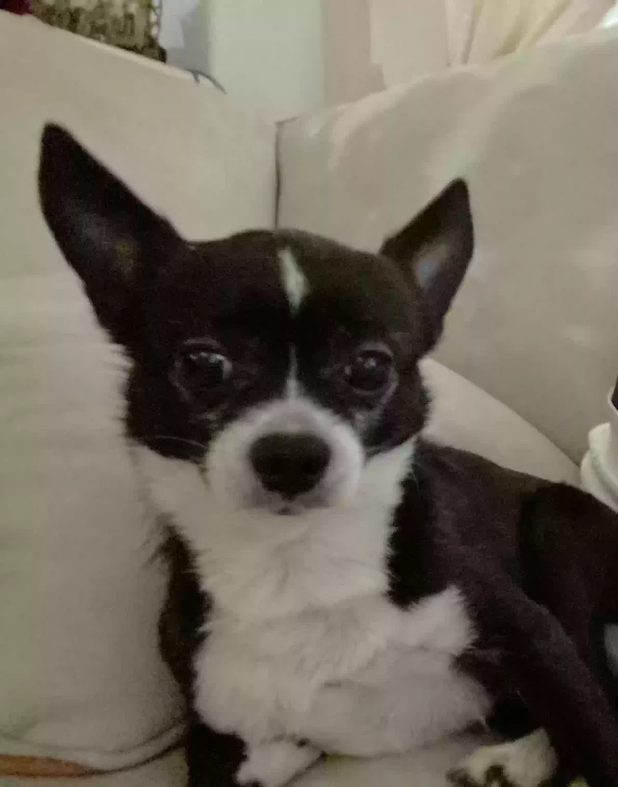 Lost dog in Stockton, CA, 95212