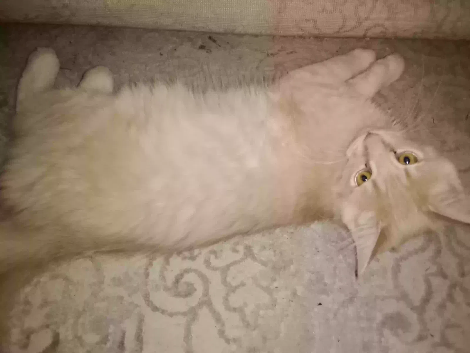 Lost cat in Seattle, WA, 98133