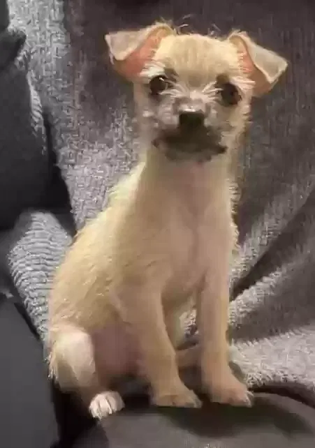 Lost dog in Compton, CA, 90222