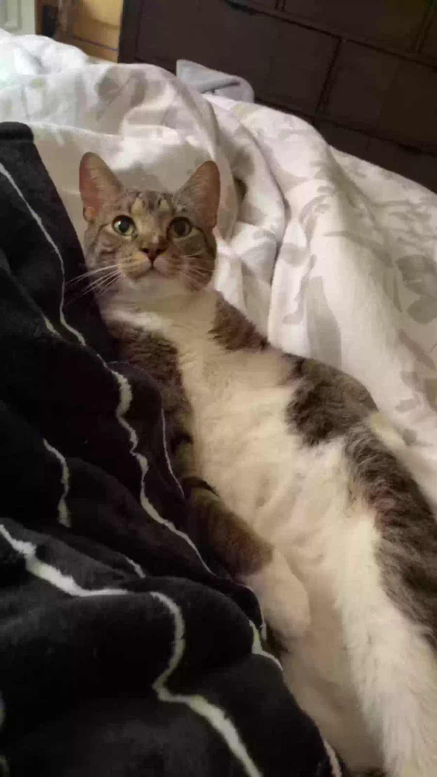 Lost cat in Antioch, TN, 37013