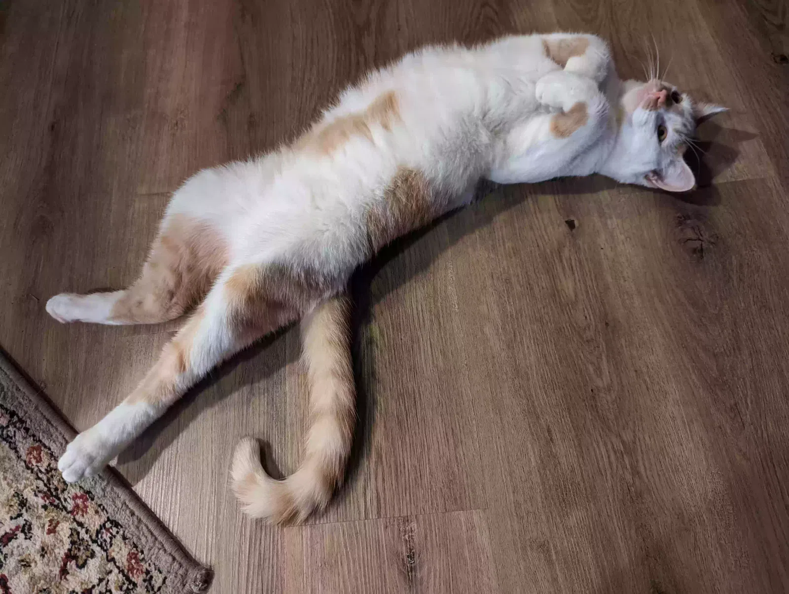 Lost cat in Keystone Heights, FL, 32656