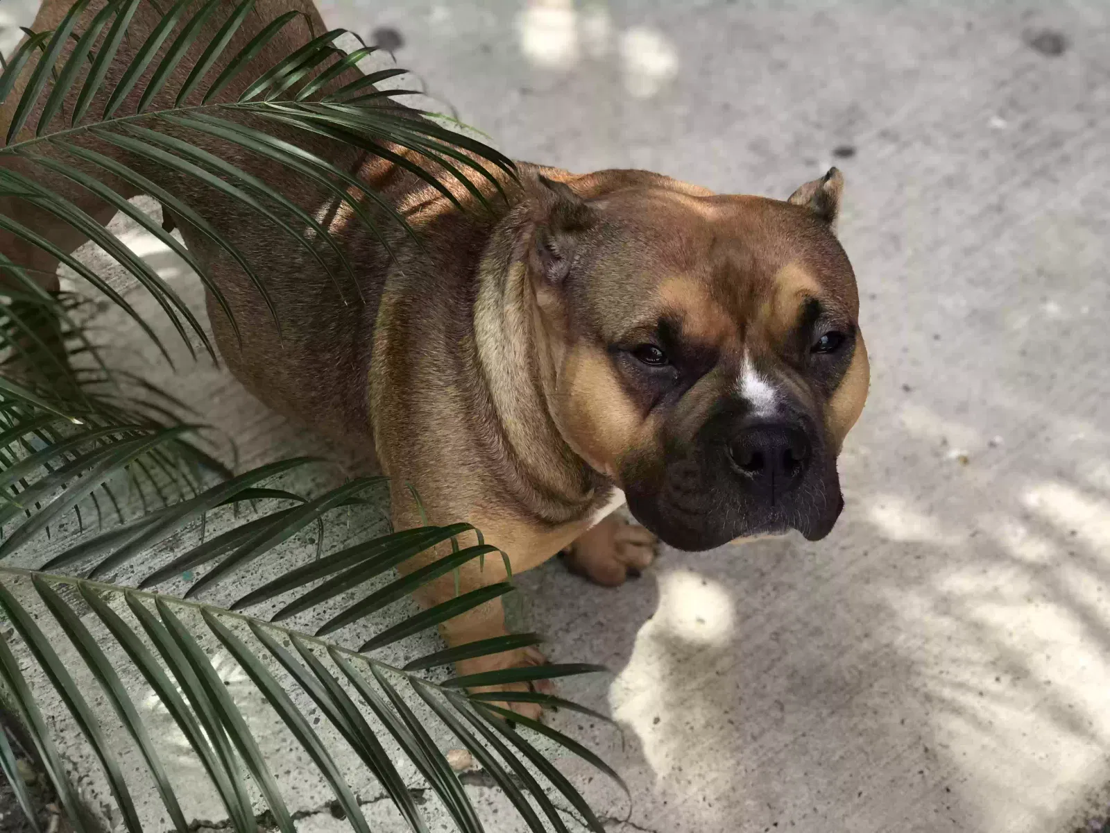 Lost dog in San Juan, TX, 78589