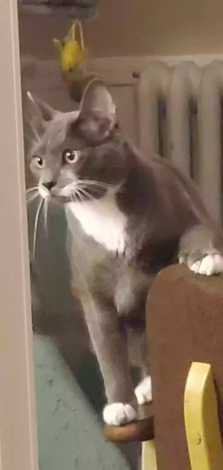 Lost cat in Saint Joseph, MI, 49085