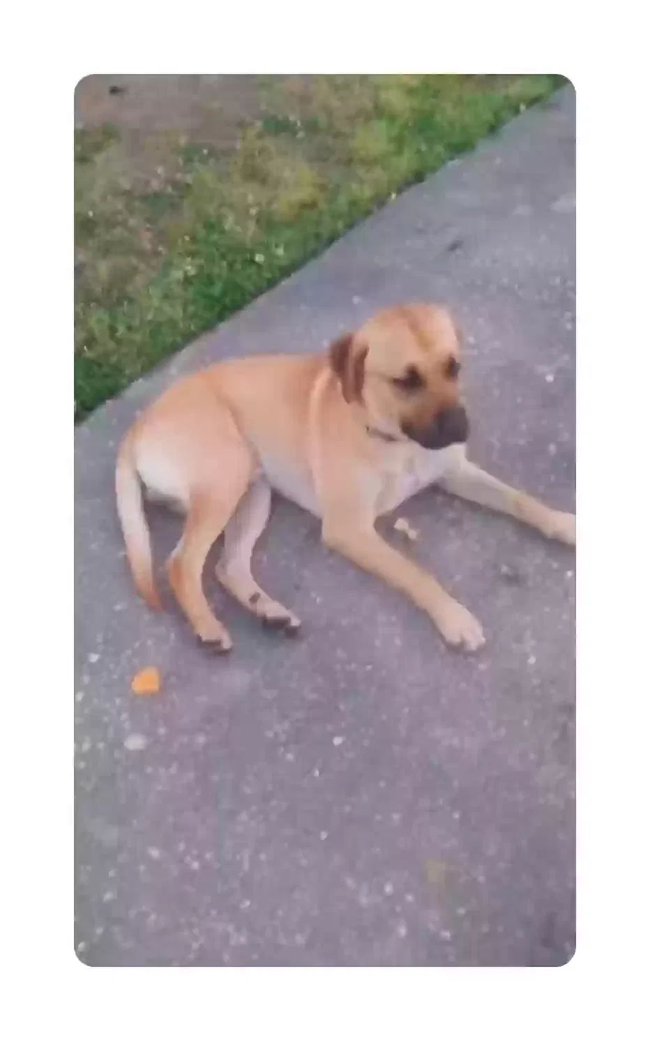 Found dog in Greenville, SC, 29601