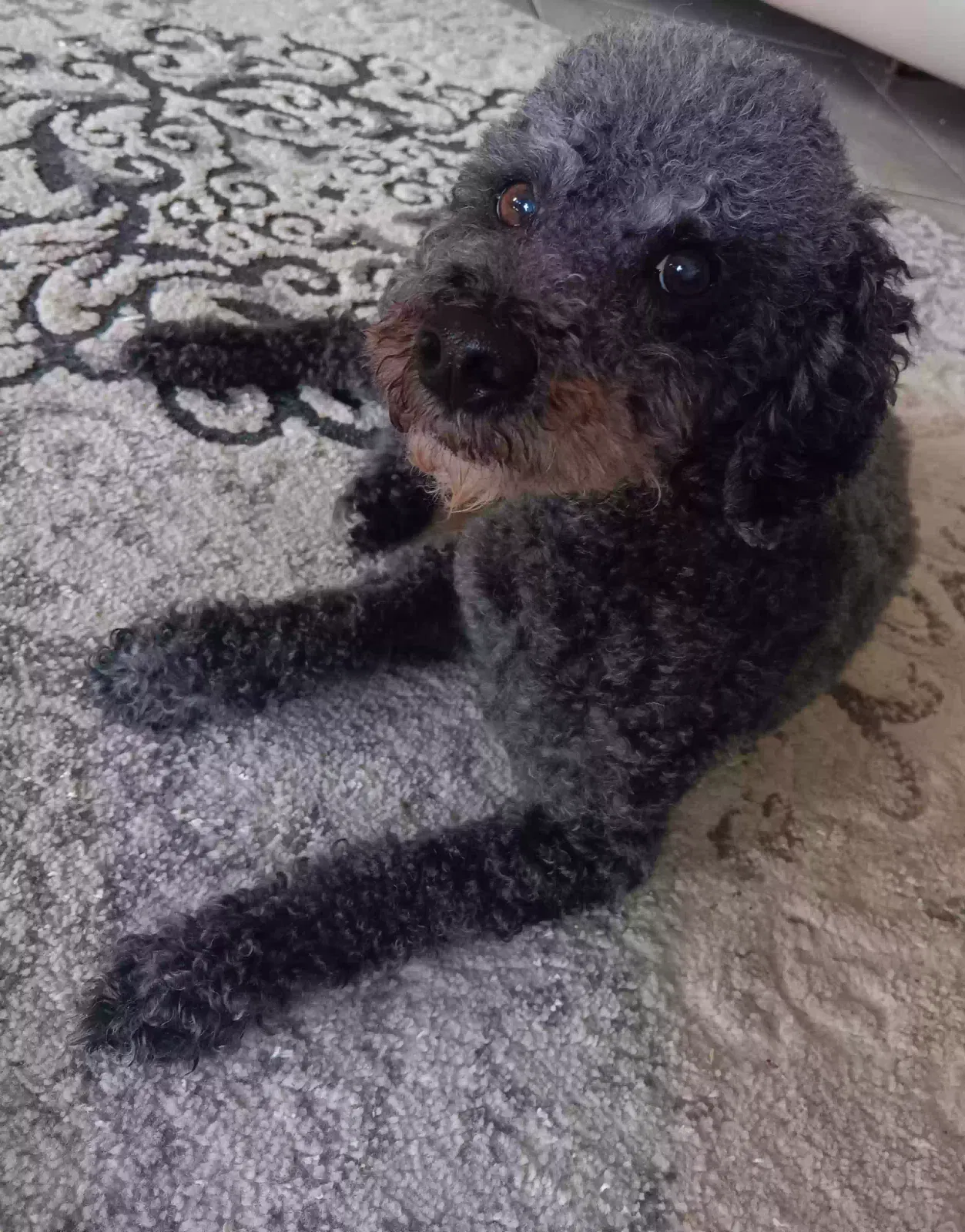 Lost dog in Humble, TX, 77396