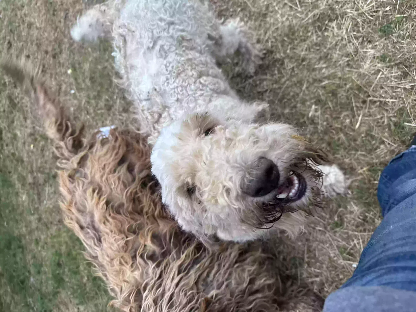 Found dog in Springtown, TX, 76082