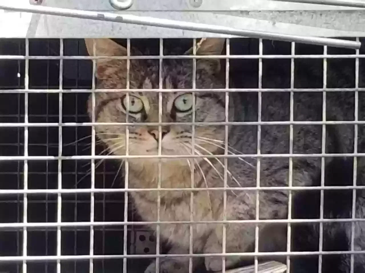 Found cat in Abingdon, VA, 24210