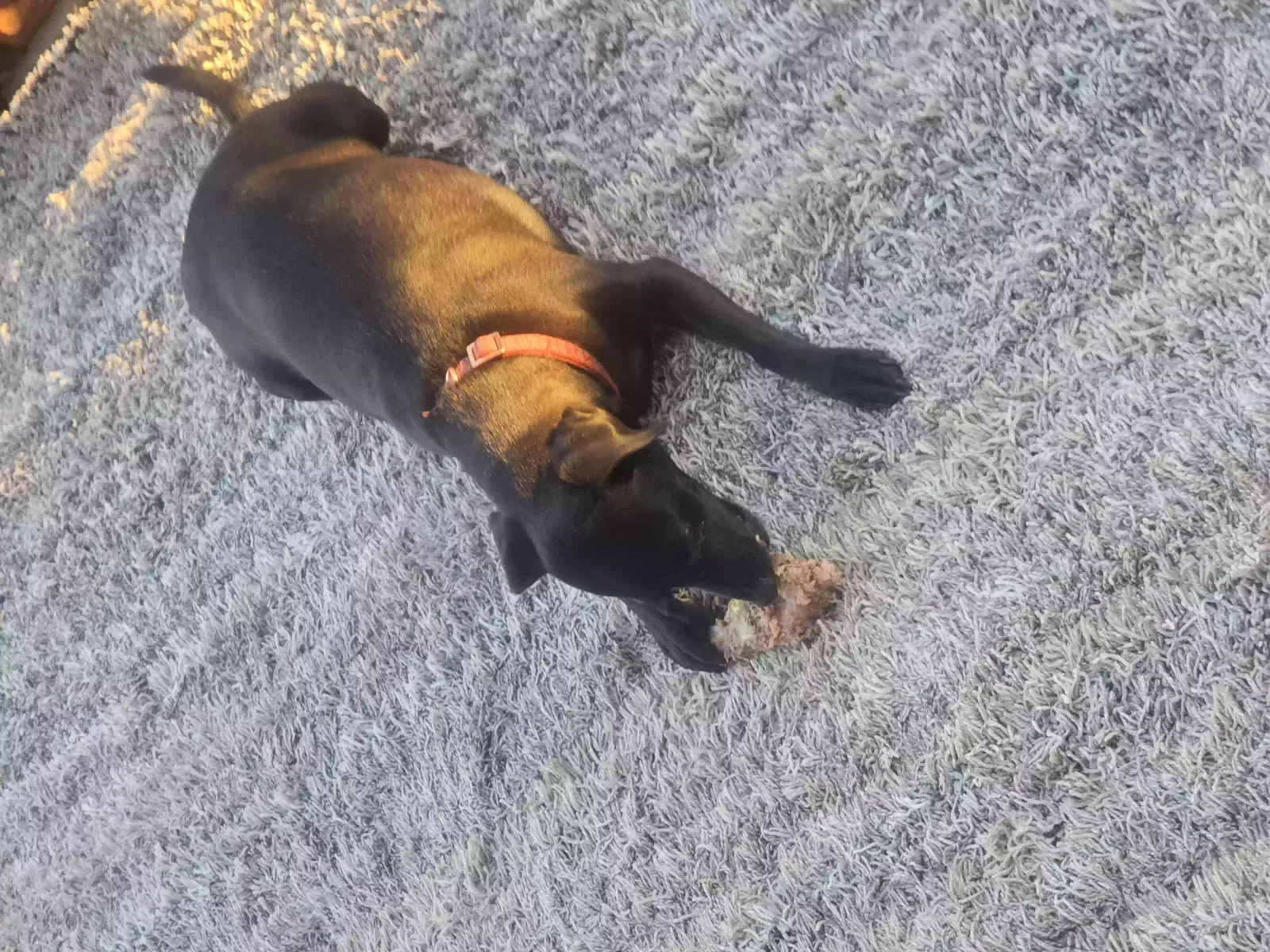 Lost dog in Paonia, CO, 81428