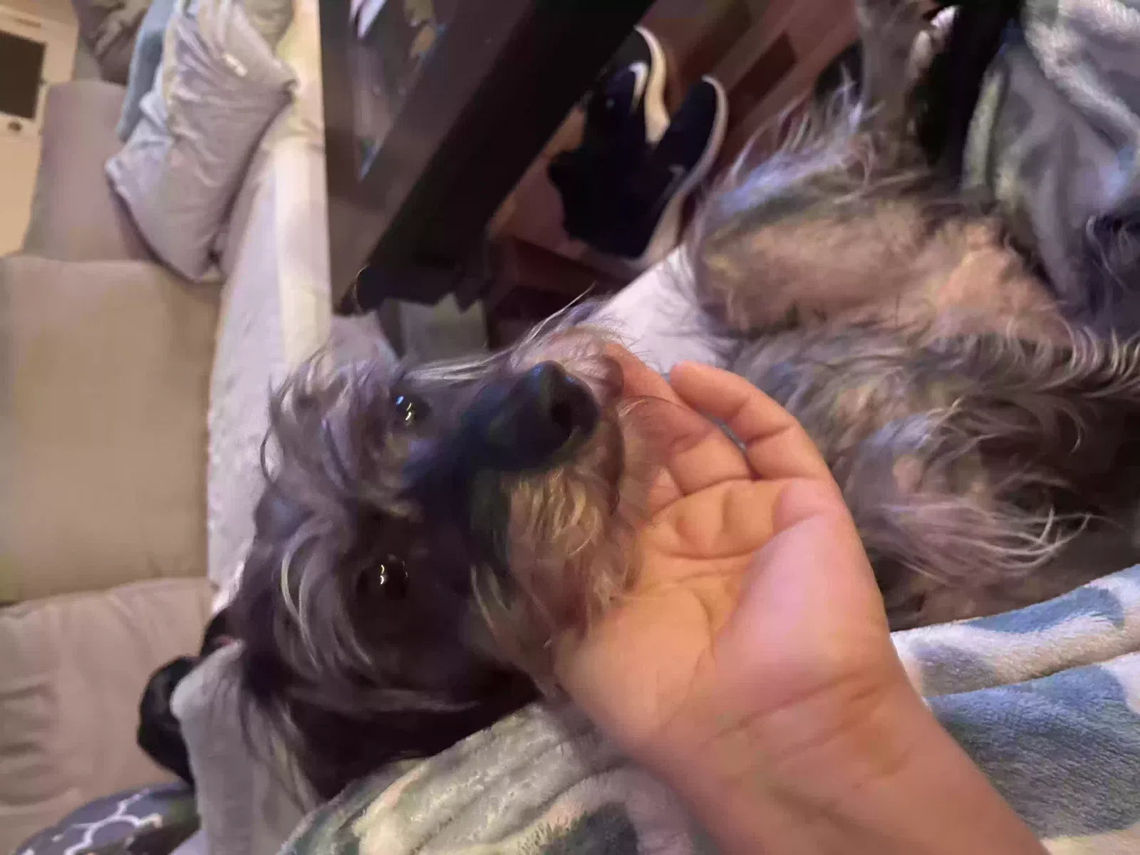 Lost dog in Friendswood, TX, 77546
