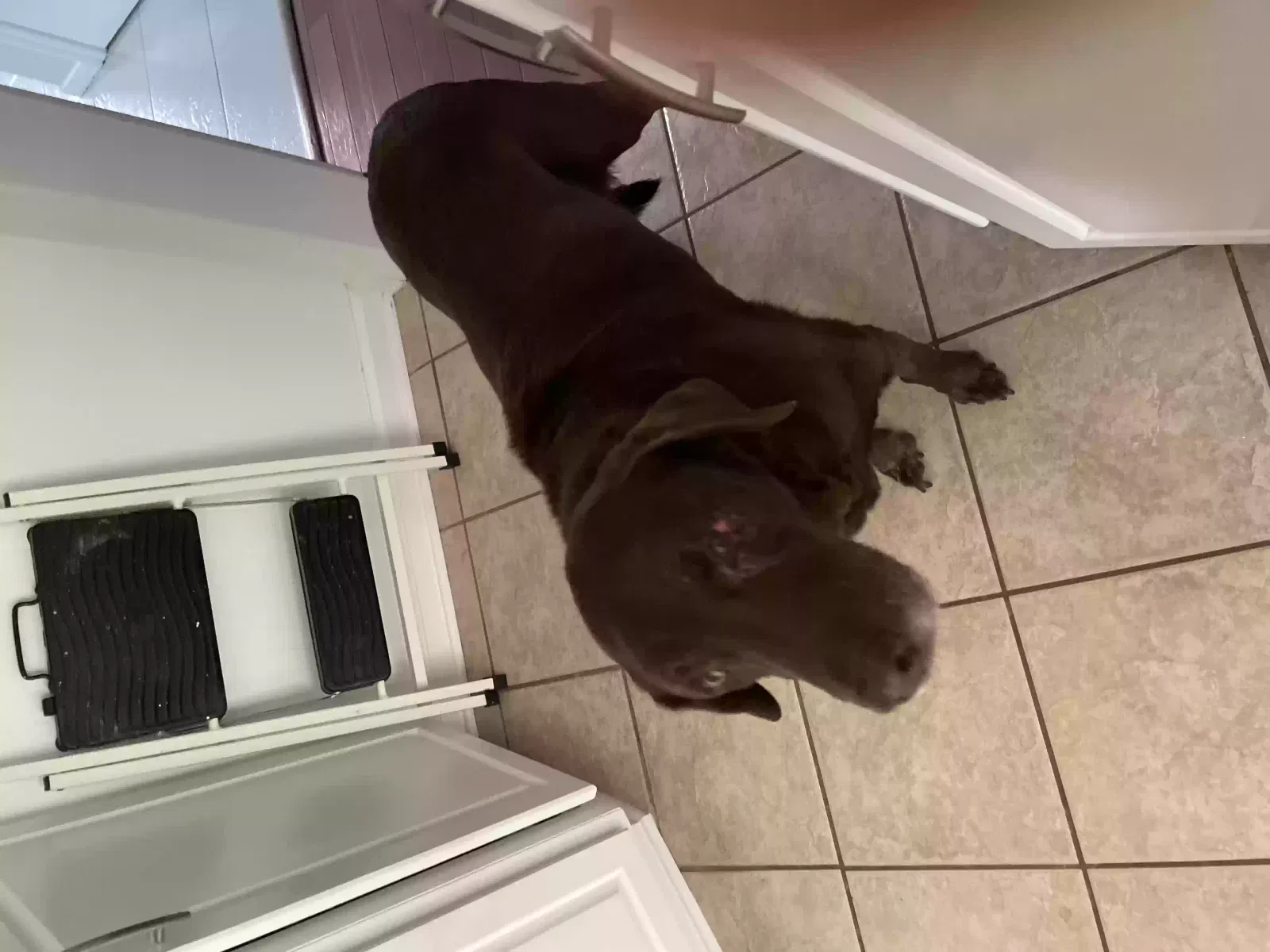 Lost dog in Saylorsburg, PA, 18353