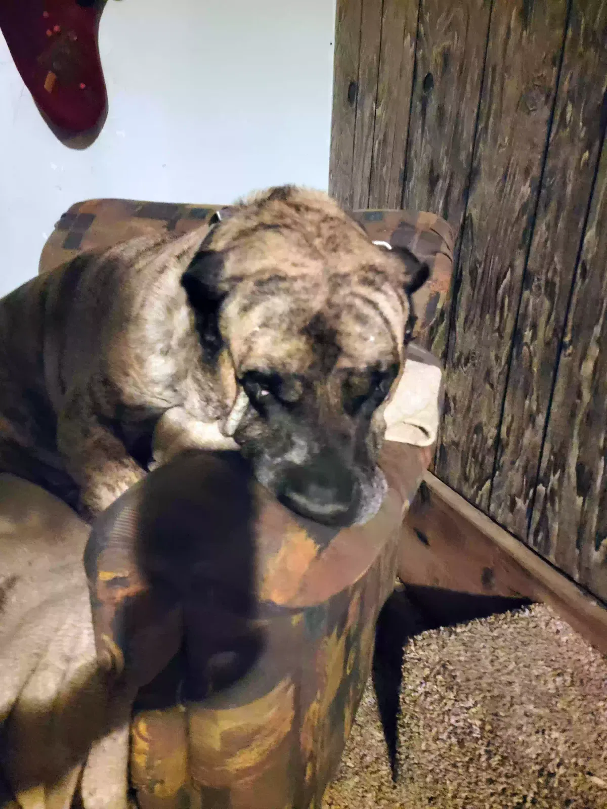 Lost dog in Colorado Springs, CO, 80910