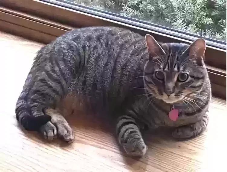 Lost cat in Prospect Heights, IL, 60070