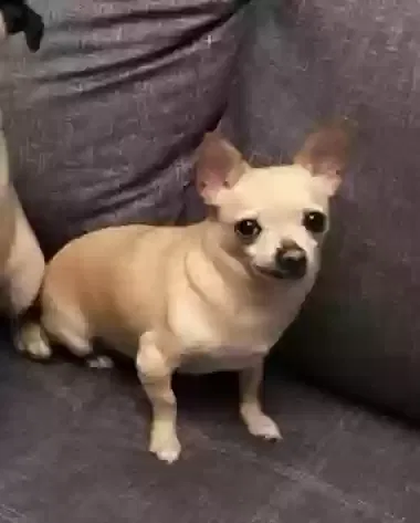 Lost dog in Broken Arrow, OK, 74011