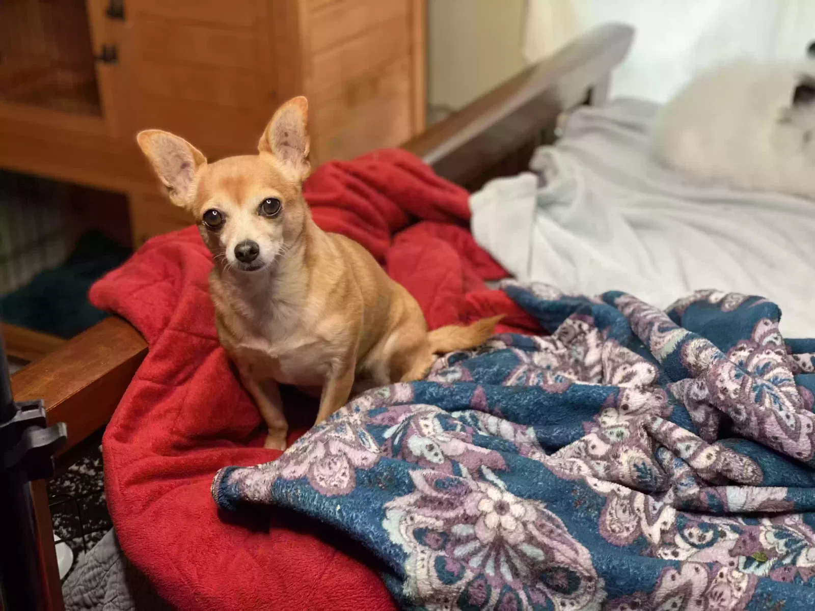 Lost dog in Paige, TX, 78659