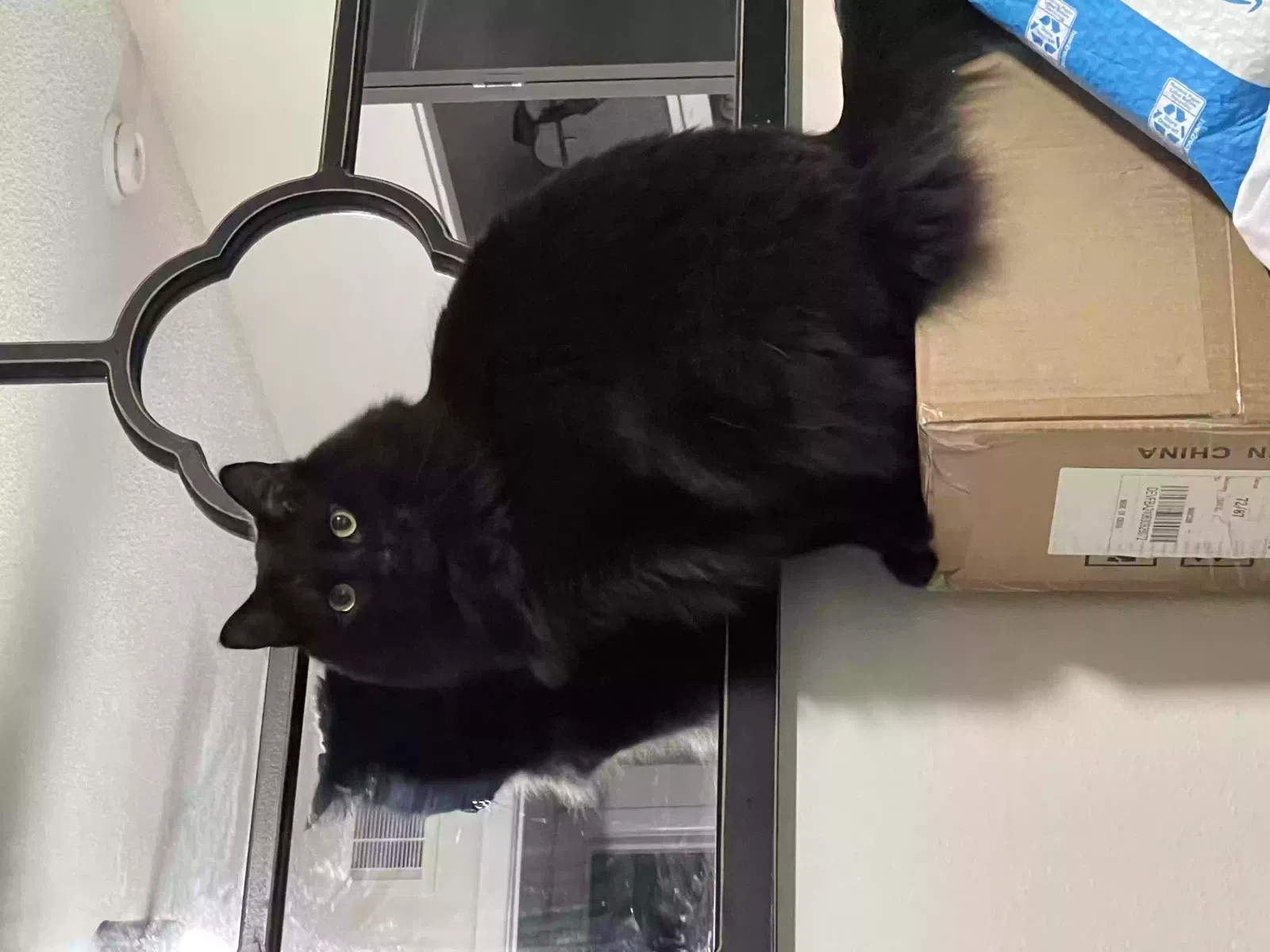 Lost cat in Marietta, GA, 30060