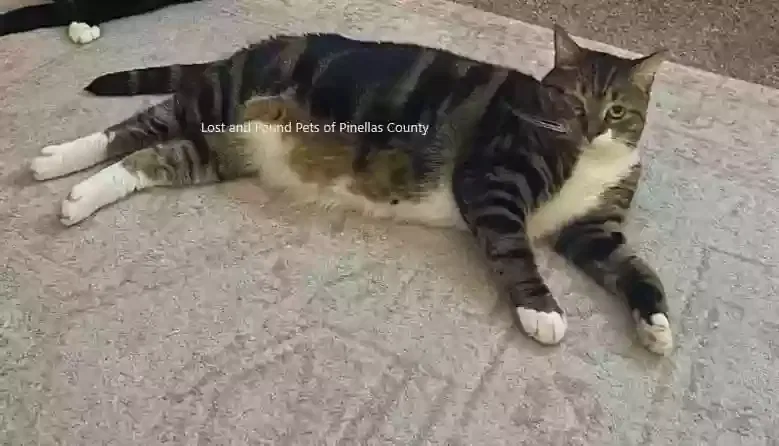 Lost cat in Largo, FL, 33778