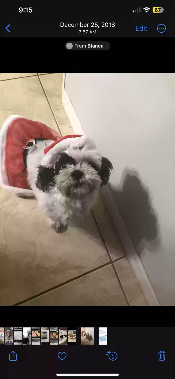 Lost dog in Deltona, FL, 32738