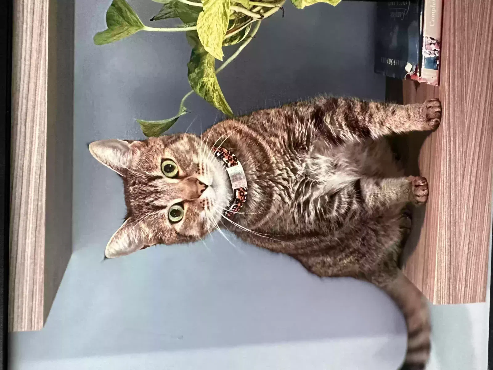 Lost cat in Los Angeles, CA, 90036