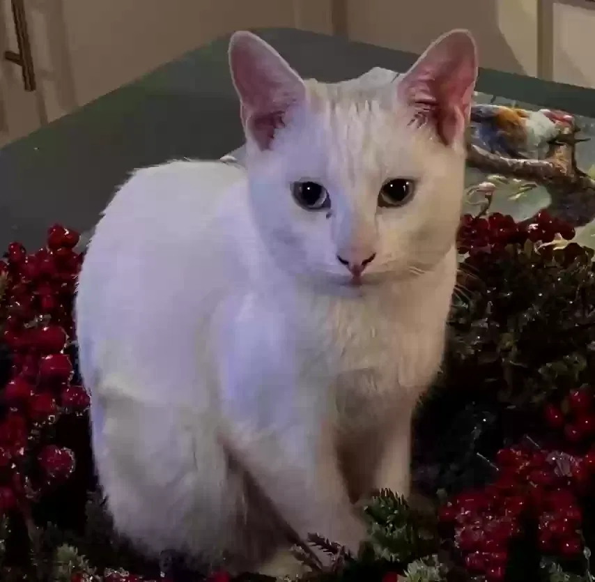 Lost cat in Folsom, CA, 95630