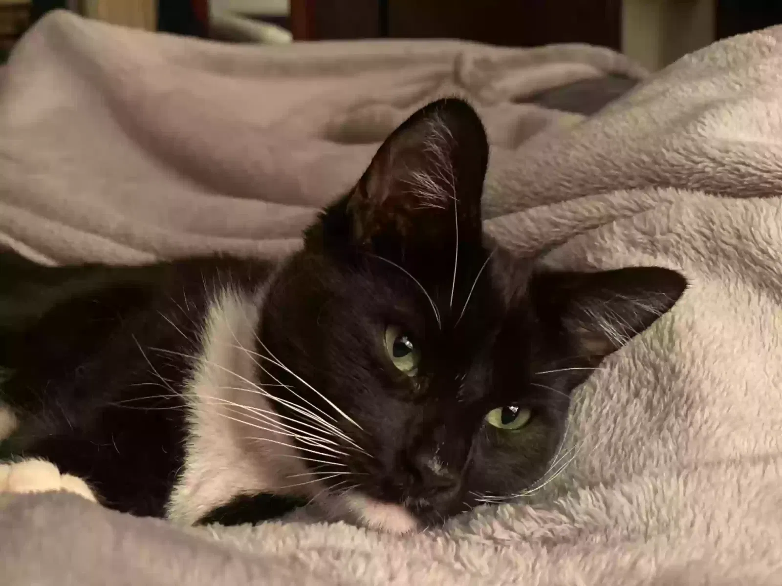 Lost cat in San Jose, CA, 95127