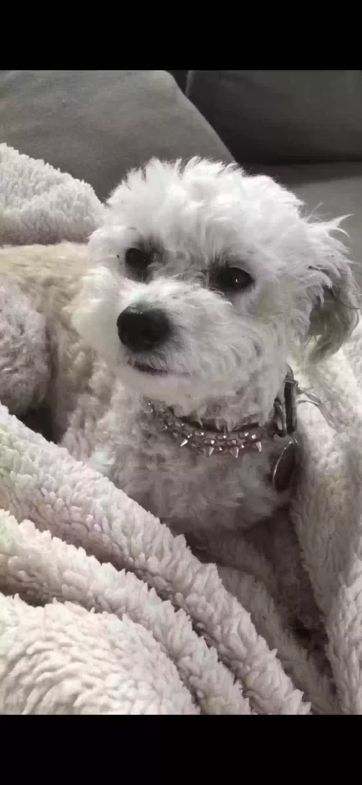 Lost dog in Los Angeles, CA, 90042