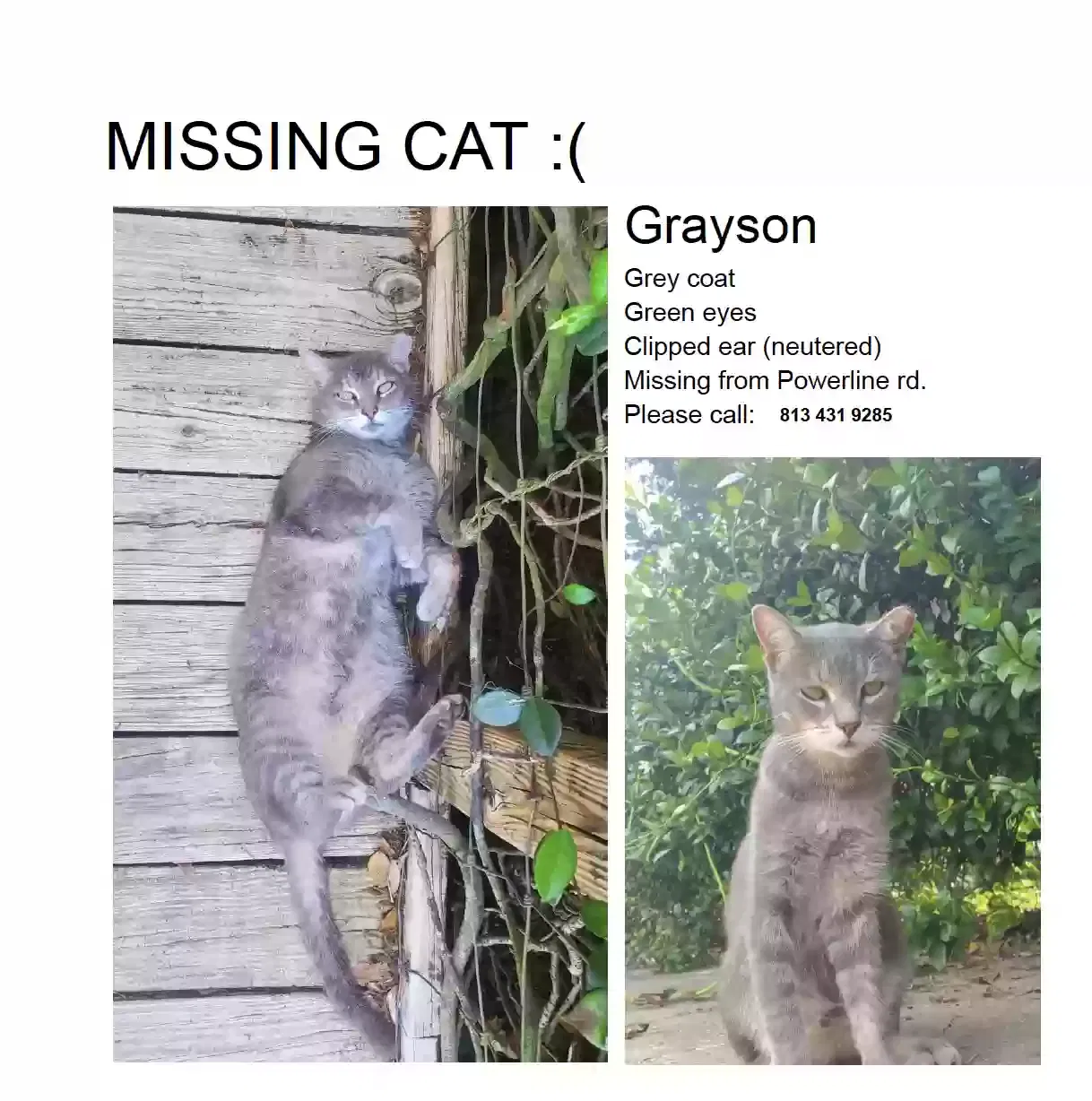 Lost cat in Dade City, FL, 33523