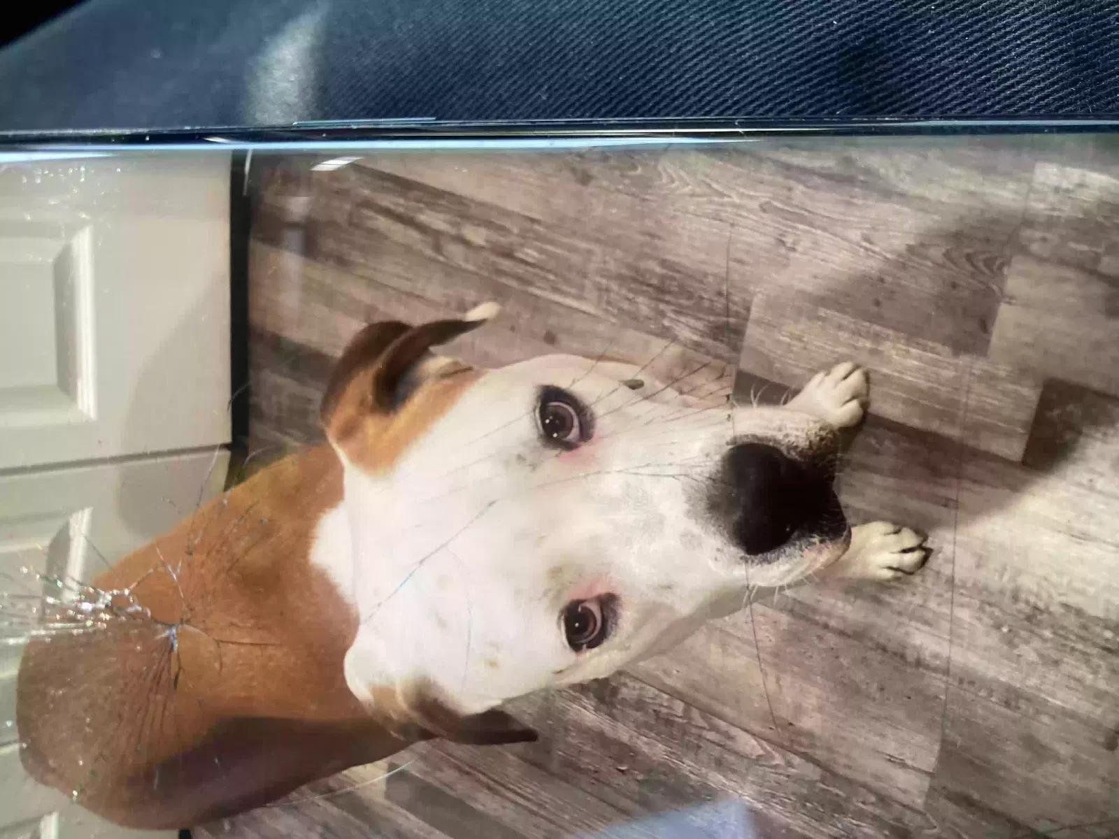 Lost dog in Lytle Creek, CA, 91768