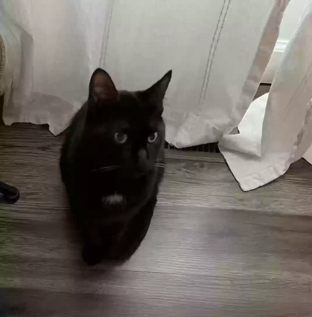 Lost cat in Downs, IL, 61736