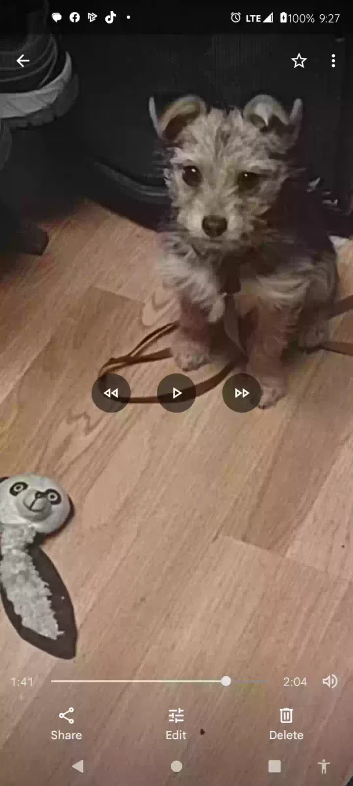 Lost dog in Nashville, TN, 37217