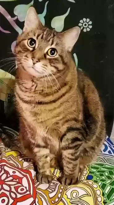 Lost cat in Minneapolis, MN, 55417