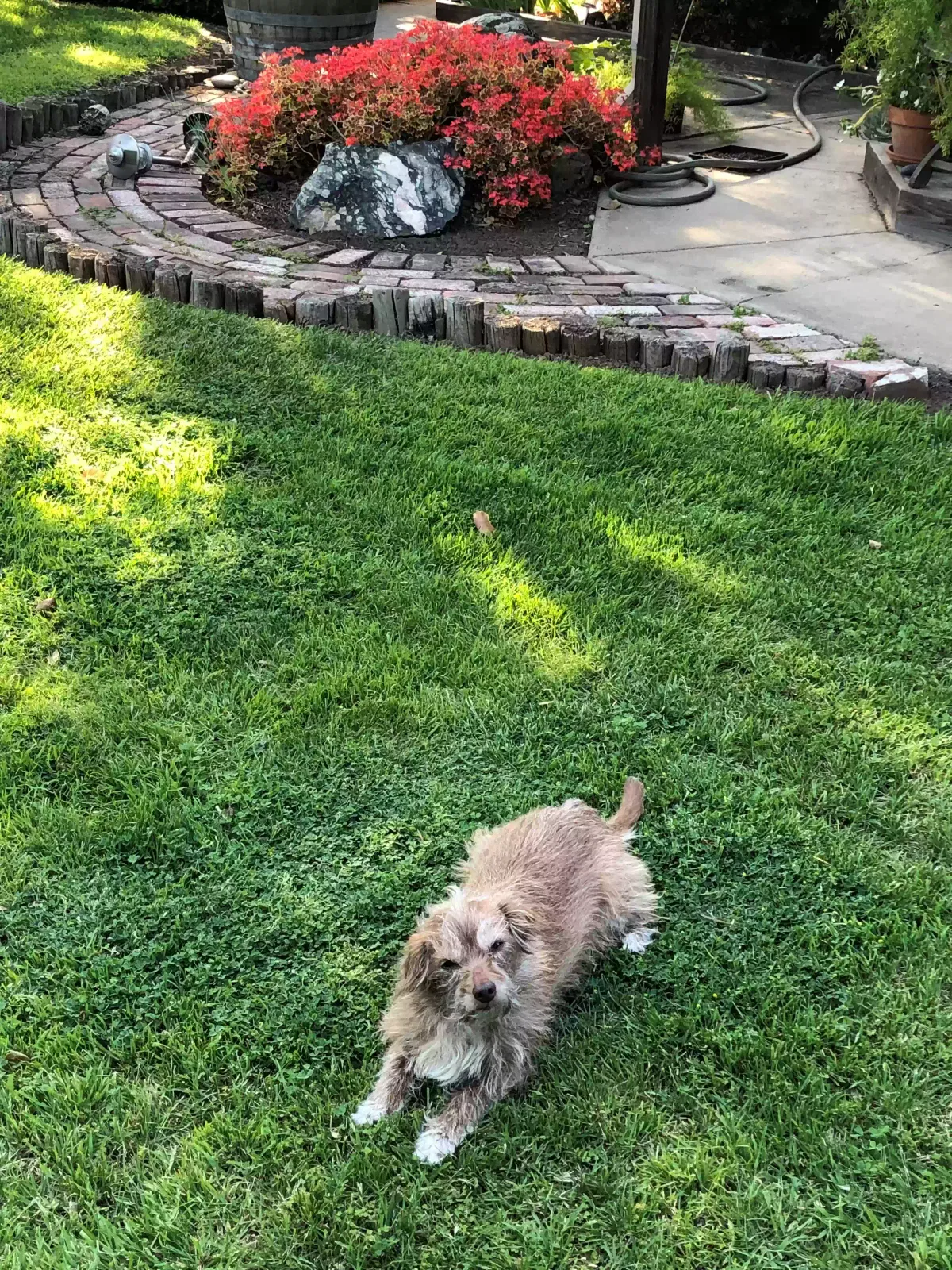 Lost dog in Stockton, CA, 95204