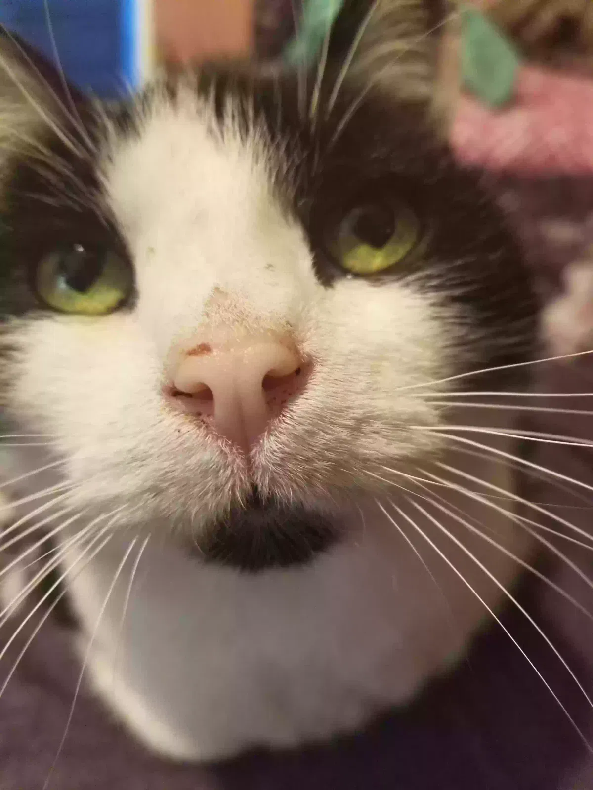 Lost cat in Portland, OR, 97203
