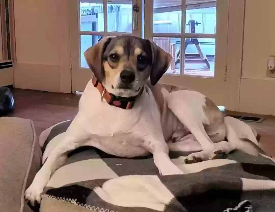 Lost dog in Selma, NC, 27576