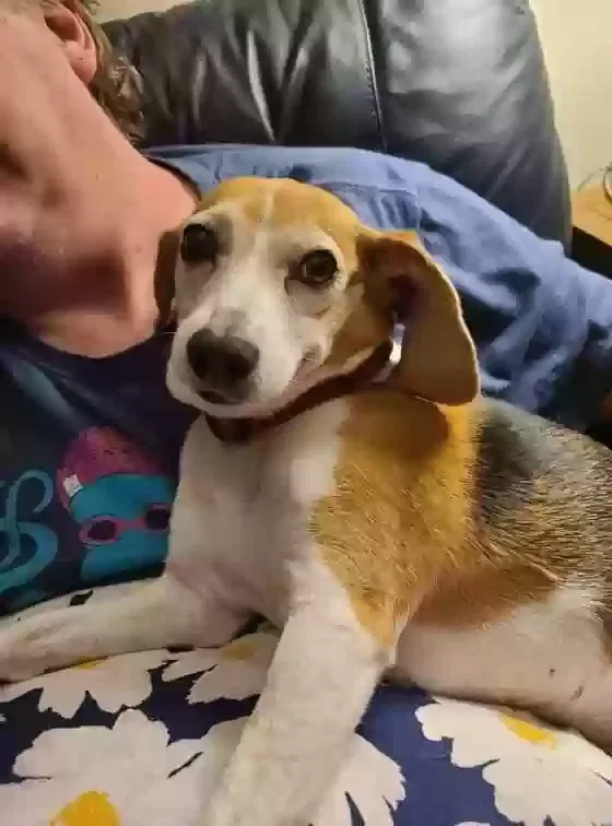 Lost dog in Selma, NC, 27576