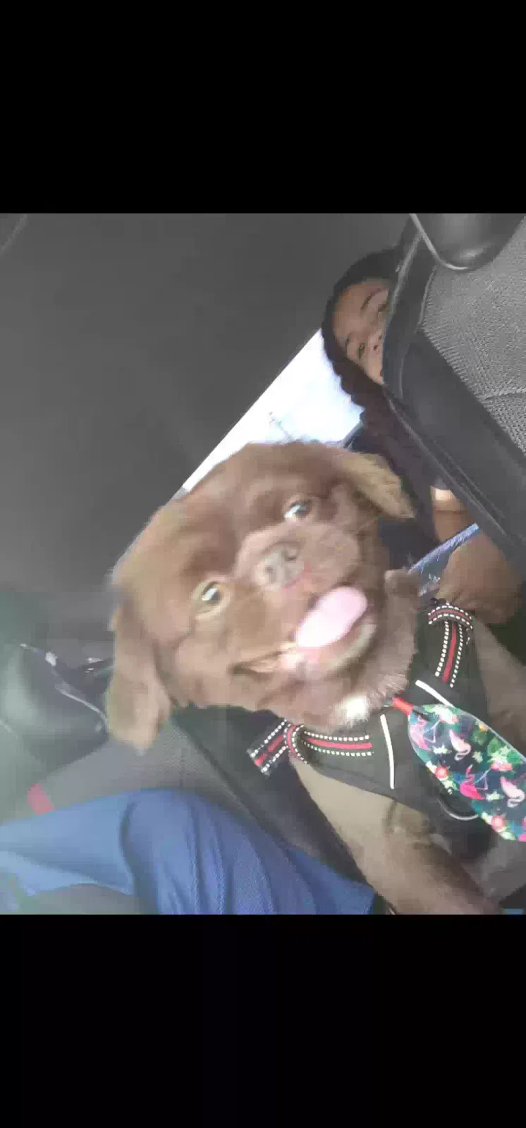Lost dog in Glendale, AZ, 85302