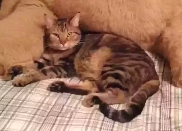Lost cat in Redding, CA, 96001