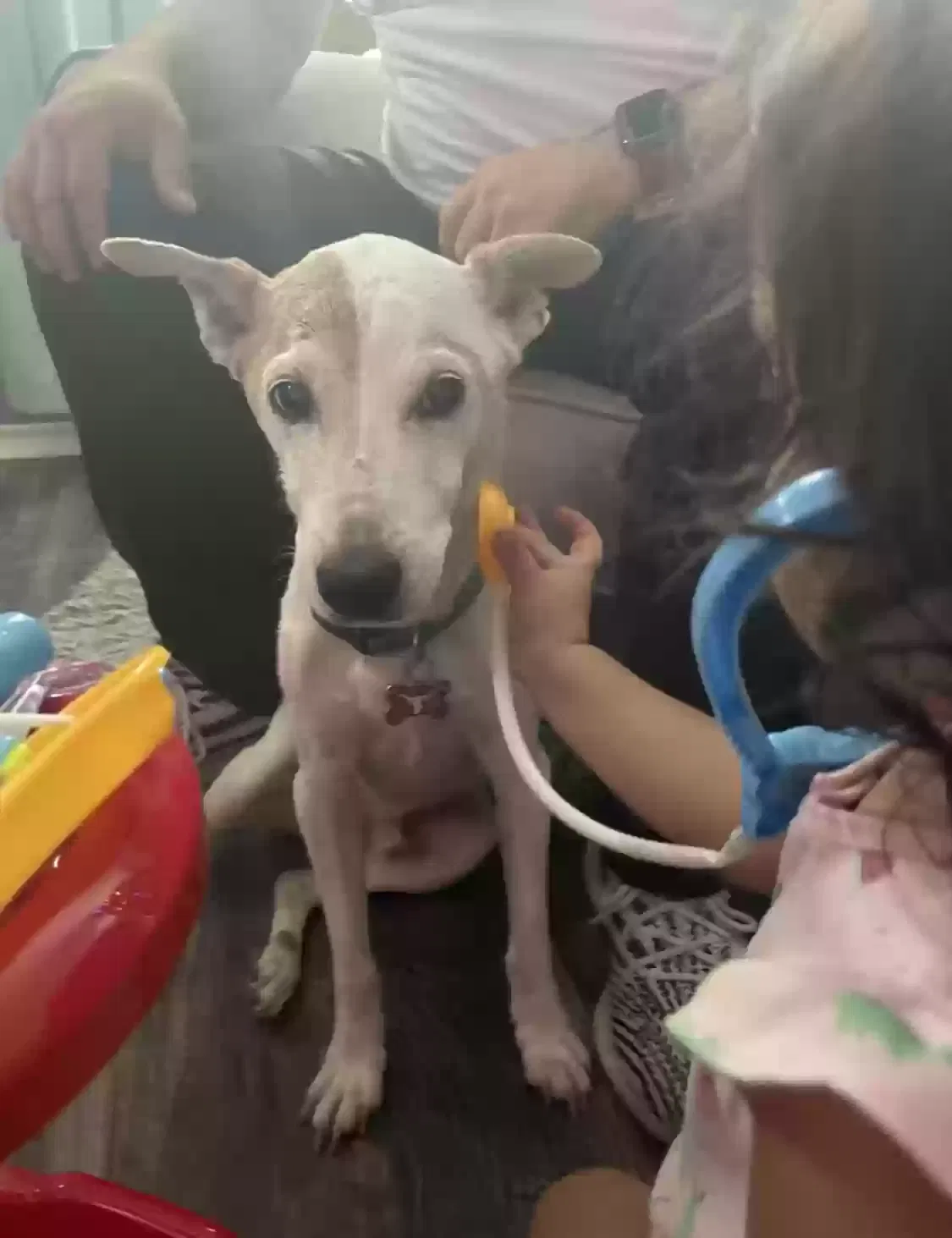 Lost dog in San Antonio, TX, 78240