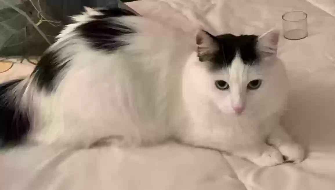 Lost cat in Montclair, CA, 91763