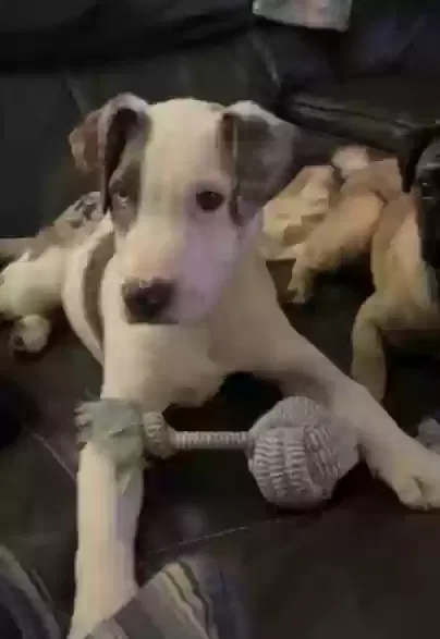 Lost dog in Bloomer, WI, 54724