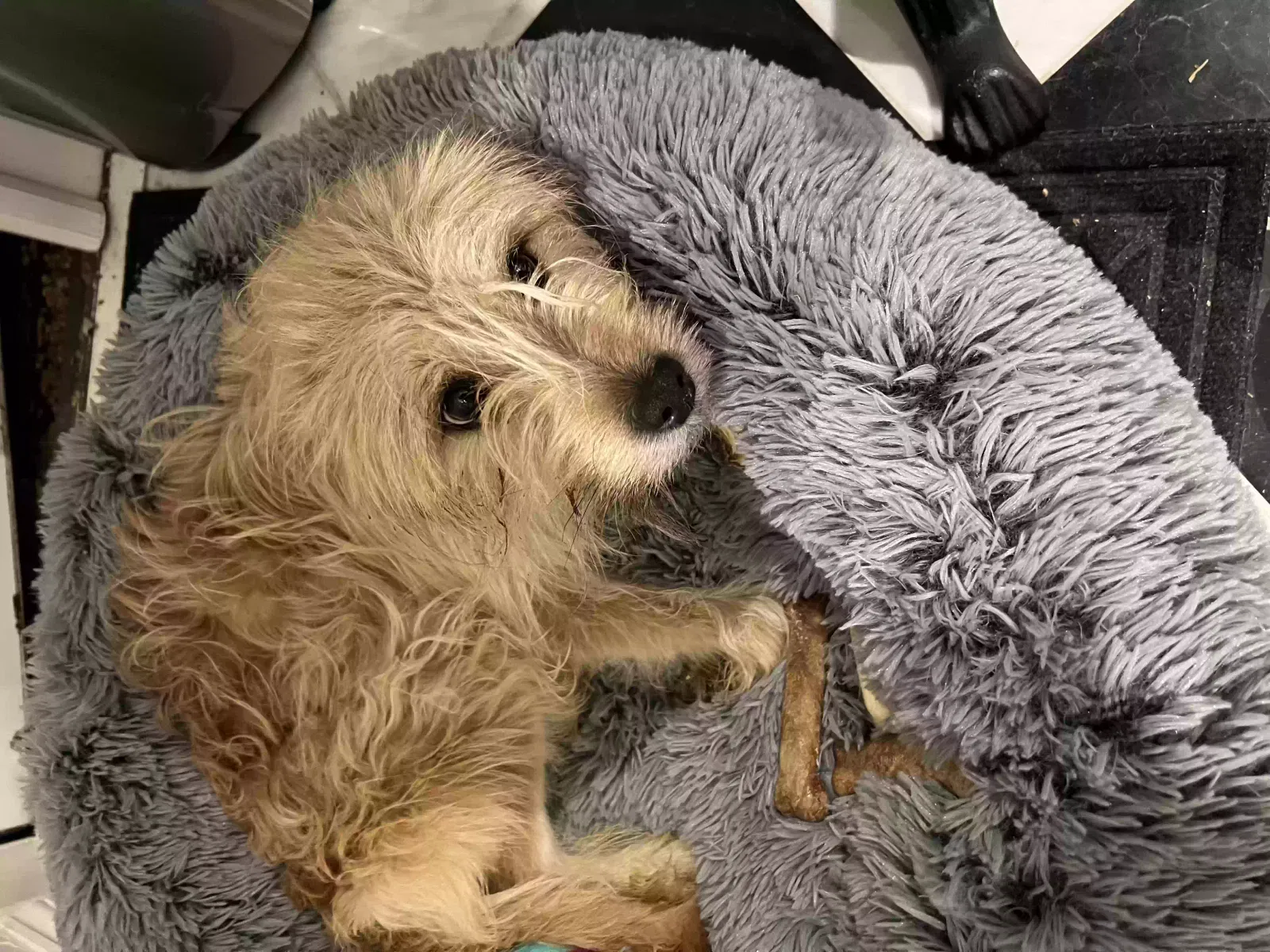 Found Dog