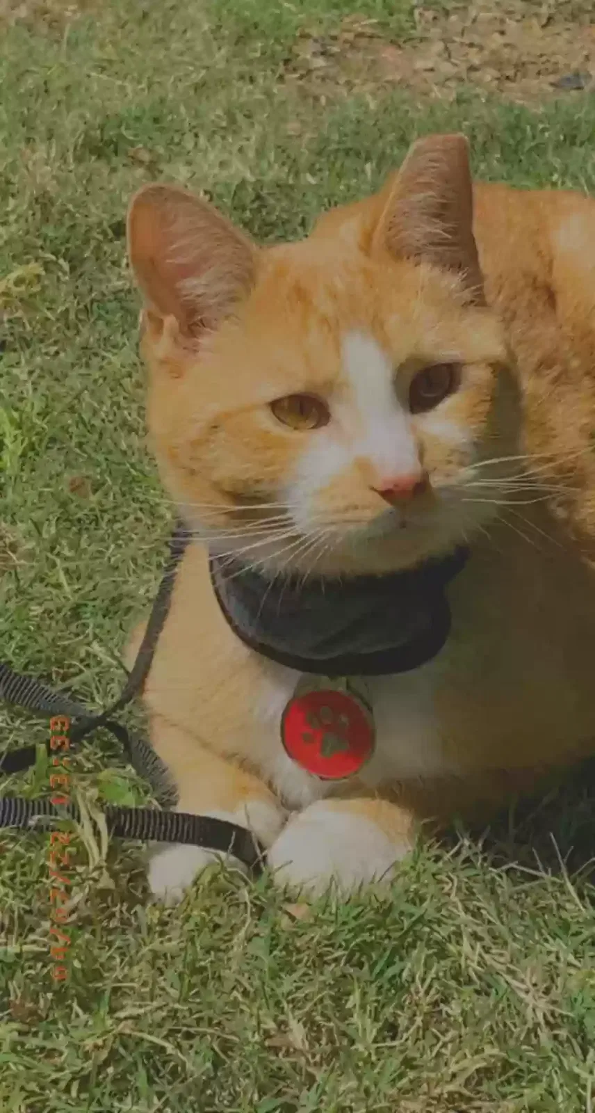 Lost cat in Dora, AL, 35062