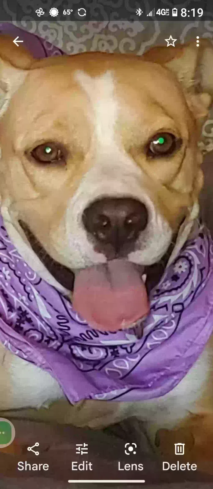 Lost dog in Lake Wales, FL, 33898